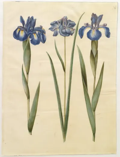 Iris latifolia (engelsk iris); Iris sibirica (sibirisk iris)