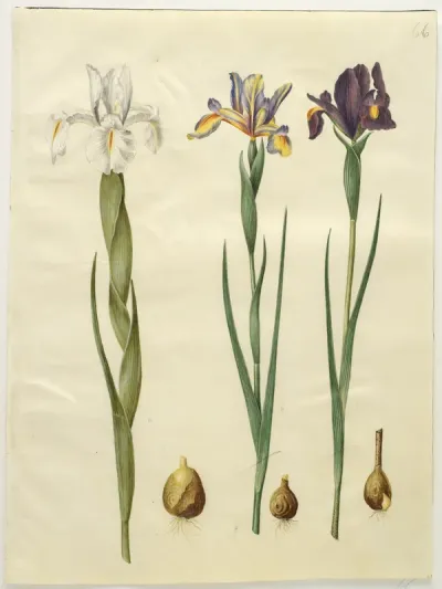 Iris latifolia (engelsk iris); Iris xiphium (spansk iris)