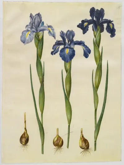 Iris latifolia (engelsk iris)