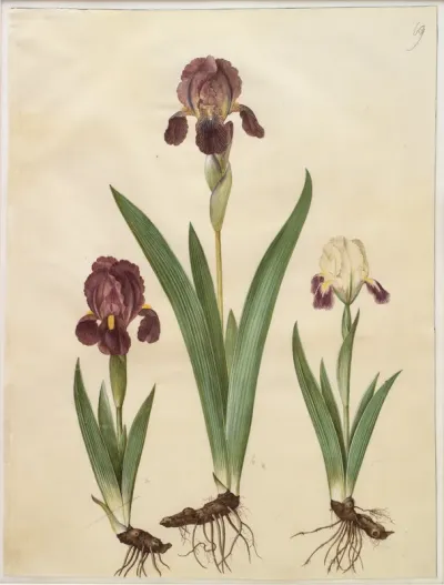 Iris ×lurida (iris-hybrid)