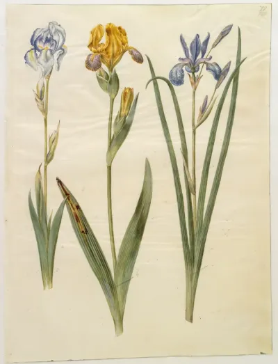 Iris pallida (bleg iris); Iris variegata (broget iris); Iris sibirica (sibirisk iris)