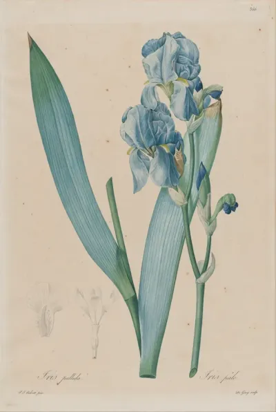 Iris Pallida, from 'Les Liliacees'