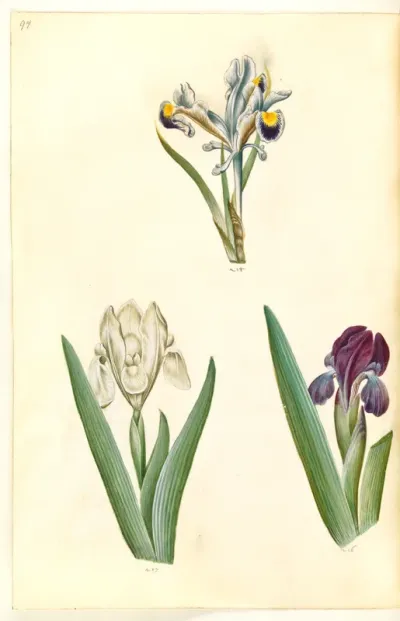 Iris persica (persisk iris); Iris lutescens eller Iris pumila (?) (dværg-iris eller lav iris)