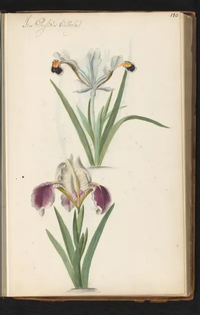 Iris persica