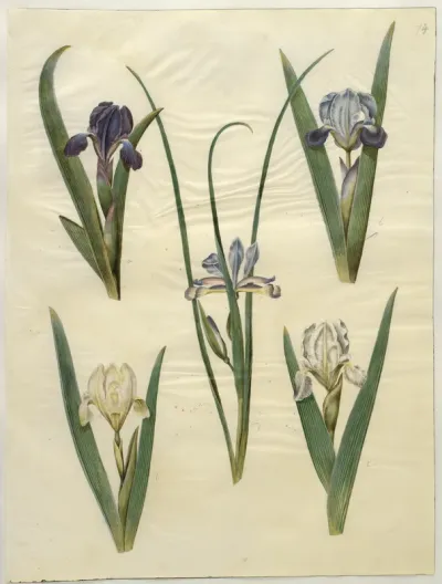 Iris pumila (lav iris) eller Iris lutescens (dværg-iris); Iris graminea (græsbladet iris)