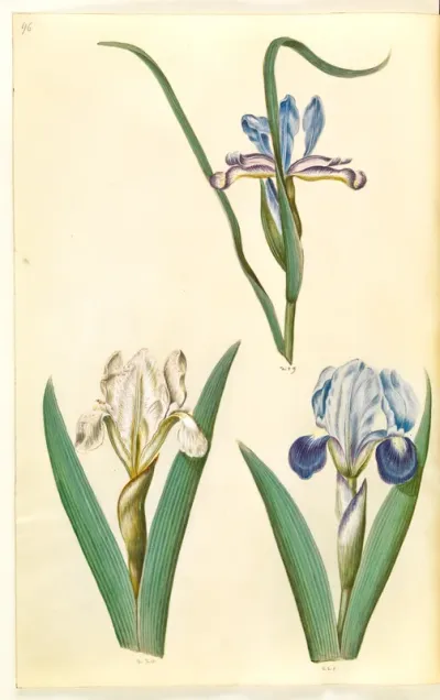 Iris pumila or Iris lutescens; Iris graminea