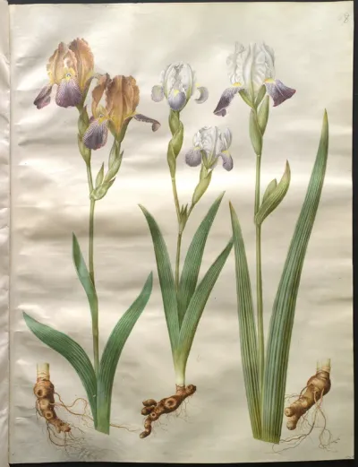 Iris ×sambucina; Iris ×amoena