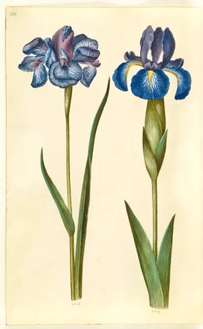 Iris sibirica (sibirisk iris); Iris latifolia (engelsk iris)
