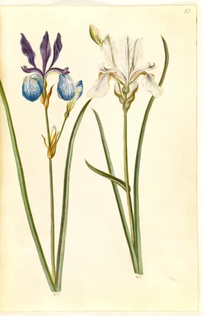 Iris sibirica (sibirisk iris)