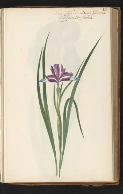 Iris spuria