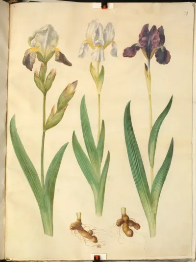 Iris ×squalens (Iris Hybrid); Iris (Iris)