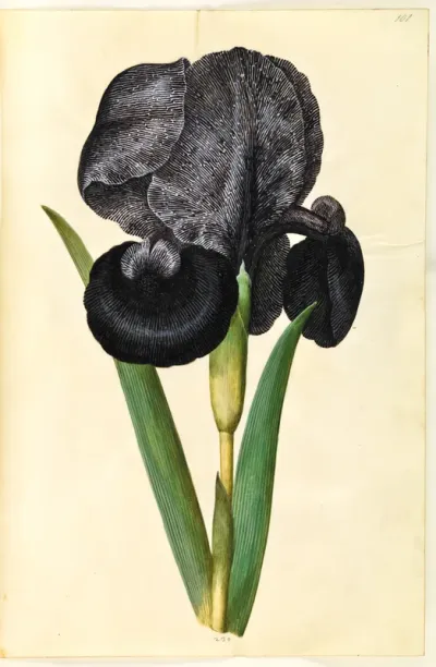 Iris susiana (sørge-iris)