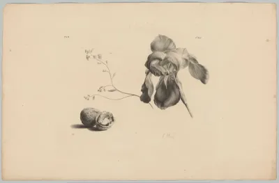 Iris, vergeet-mij-nietje en walnoten