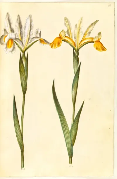 Iris xiphium, evt. Iris latifolia (?) (spansk iris eller engelsk iris)