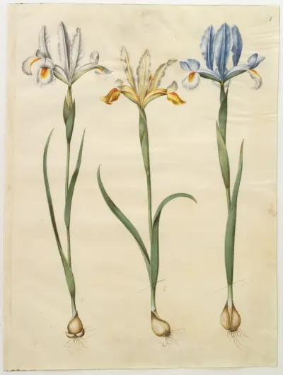 Iris xiphium (spansk iris) eller Iris latifolia (engelsk iris); Iris xiphium (spansk iris)