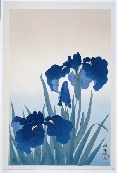 Irises
