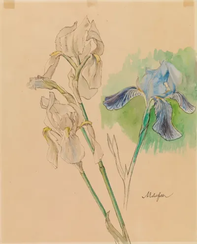 Irises