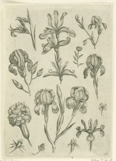 Irissen