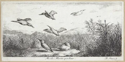 Isfuglen (Alcedo)