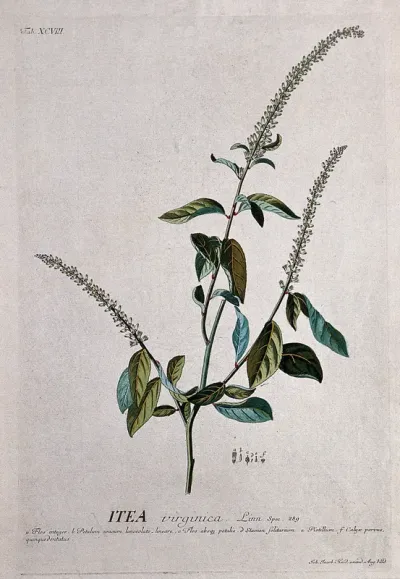 Itea virginica L.: flowering stem with separate, labelled floral segments