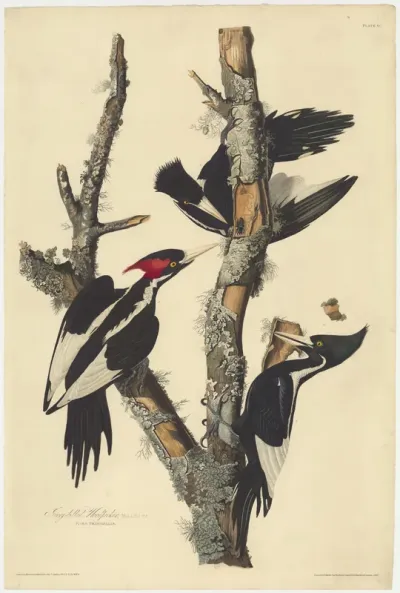 Ivory billed Woodpecker