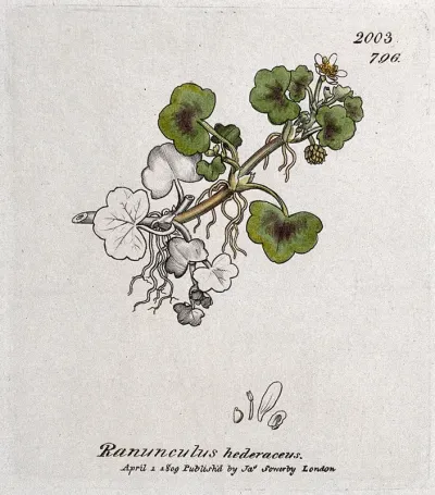 Ivy-leaved buttercup (Ranunculus hederaceus): flowering stem and floral segments