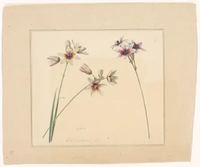 Ixia