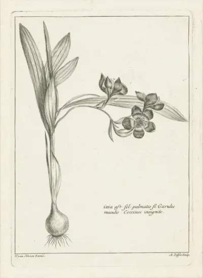 Ixia