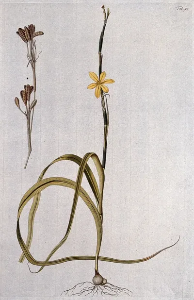 Ixia longifolia Jacq.: entire flowering plant with separate fruit and seed