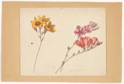 Ixia maculata
