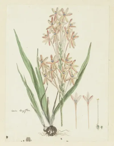 Ixia paniculata D. Delaroche