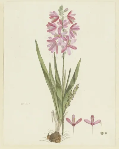 Ixia patens Aiton