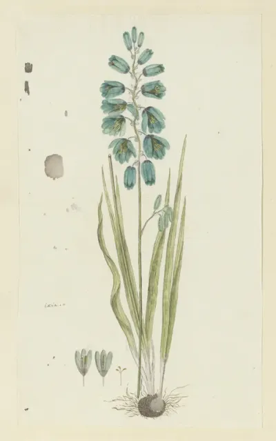Ixia viridiflora Lam. (Turquoise ixia)