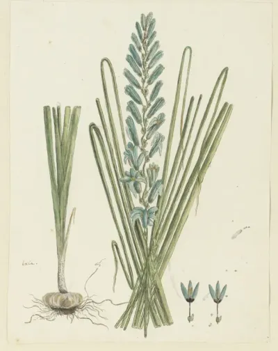 Ixia viridiflora Larn.