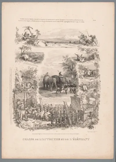 Jacht op struisvogel en olifant