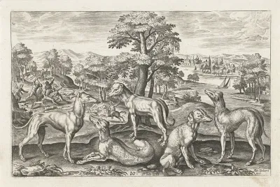 Jachthonden