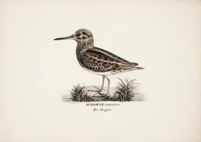 Jack Snipe