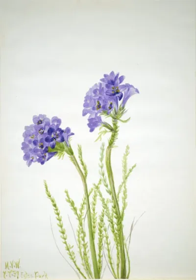 Jacob's Ladder Polemonium viscosum