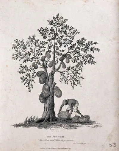 Jak or jack tree (Artocarpus heterophyllus Lam.) with man collecting the fallen fruit