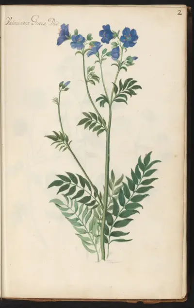 Jakobsladder (Polemonium caeruleum)