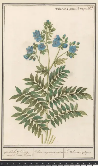 Jakobsladder (Polemonium caeruleum)