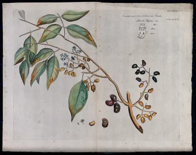 Jambolan or Java plum (Eugenia jambolana Lam.): branch with flowers and fruit and separate flowers and fruit