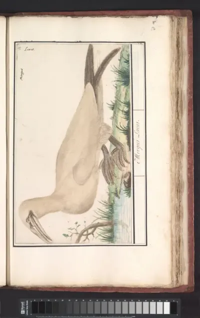 Jan-van-gent (Morus bassanus of Sula bassana)