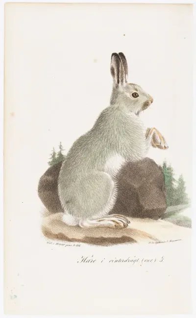 Jänis talviasussa, Tidskrift för jägare och naturforskare -lehden (nro 6-7/1834, s. 977) kuvitusta