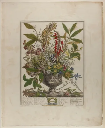 January, from Twelve Months of Flowers