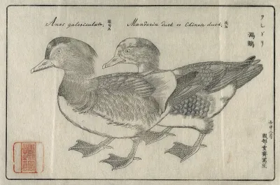 Japan: a pair of mandarin ducks