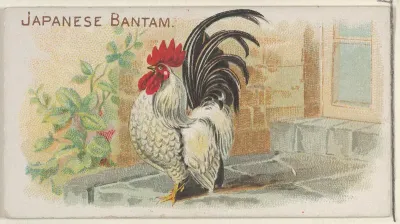 Japanese Bantam, from the Prize and Game Chickens series (N20) for Allen & Ginter Cigarettes