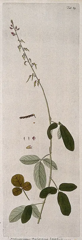 Japanese clover (Lespedeza sp.): flowering and fruiting stem with separate leaf, flower, fruit and seed