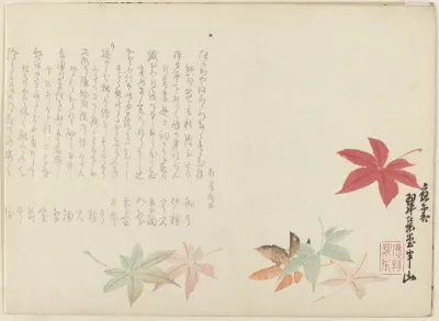 Japanse esdoorn