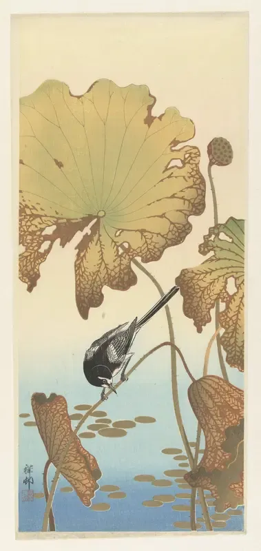 Japanse kwikstaart op lotusplant